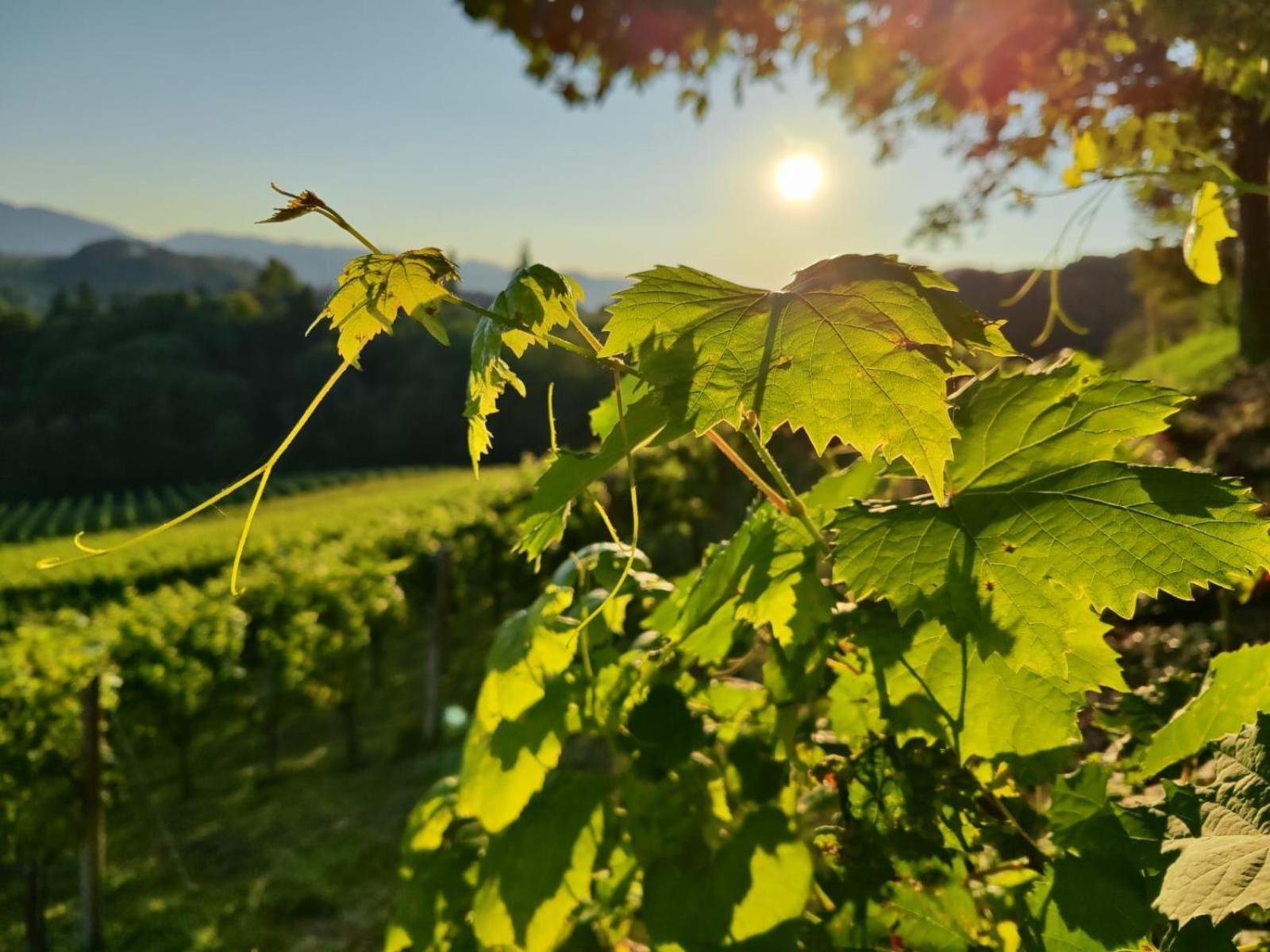 Weingut Fellner Acomodação com café da manhã Leutschach Exterior foto